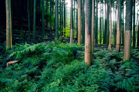 巻き枯らし間伐