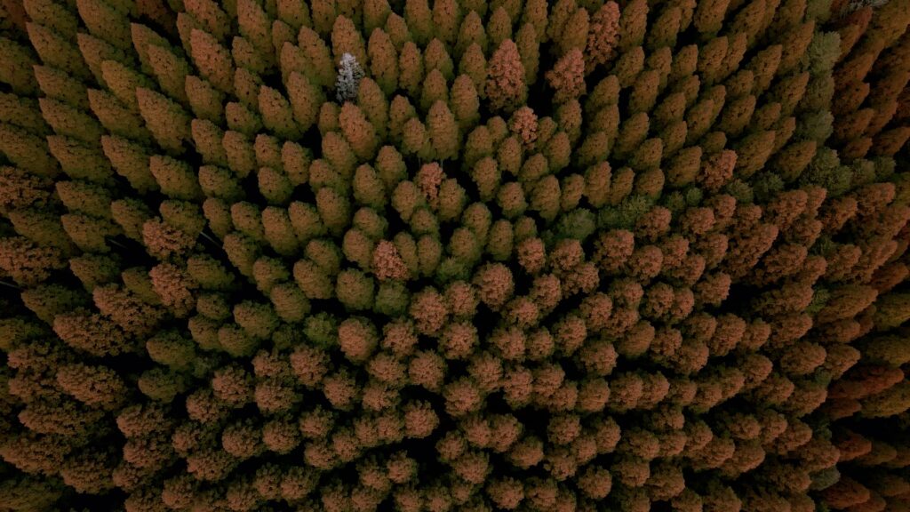 杉の単一植林地