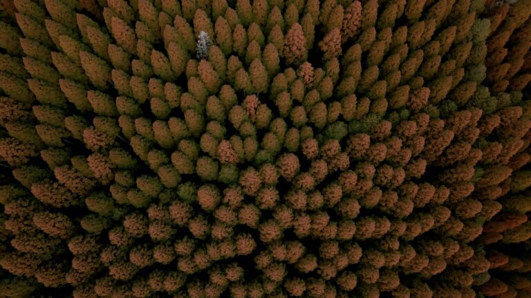杉の単一植林地