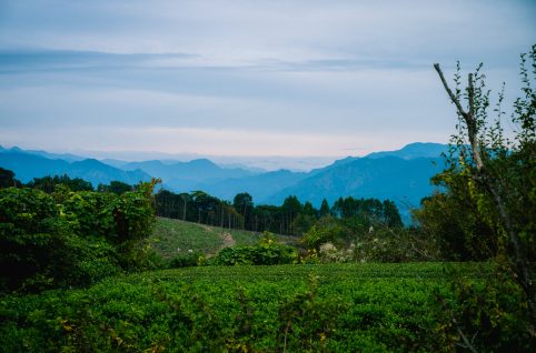 八女星野山林譲渡寄付視察