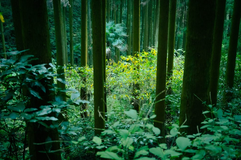 八女星野山林譲渡寄付視察